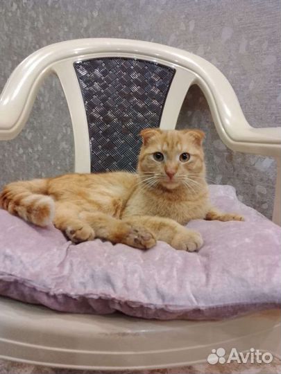 Вислоушкин