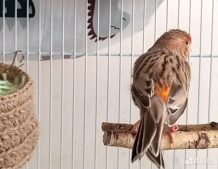 Канарейки декоративные