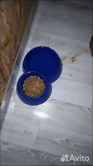 Найдена собака