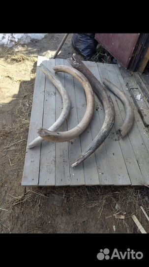 Бивни иамонта