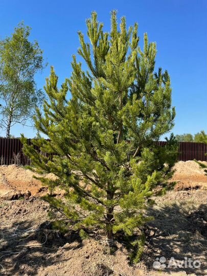 Сосна обыкновенная 3.0
