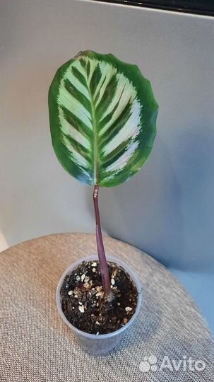 Домашние растения