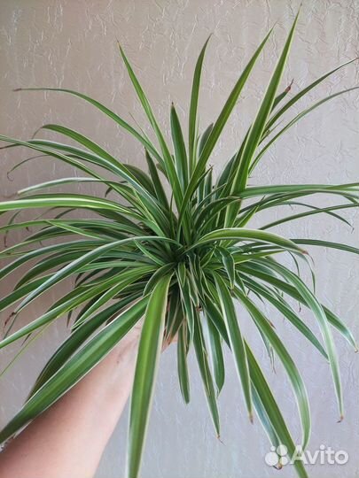 Хлорофитум