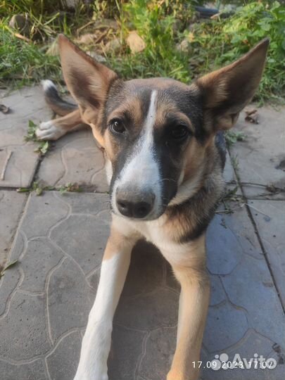 Собака в добрые руки