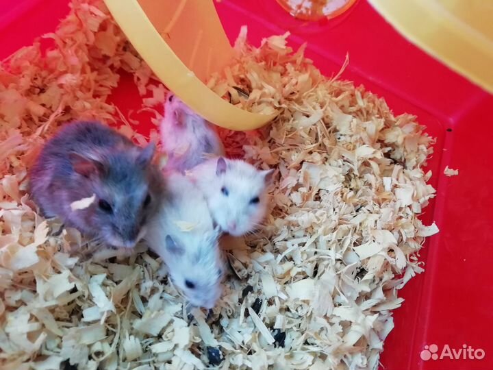 Джунгарский хомяк