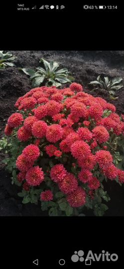 Хризантема шаровидная