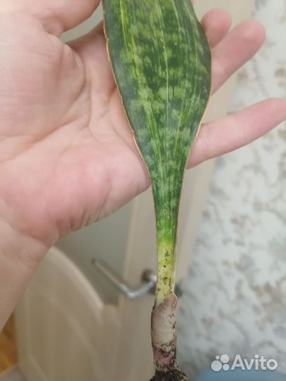 Сансевиерия Macrofilla Variegated редкая