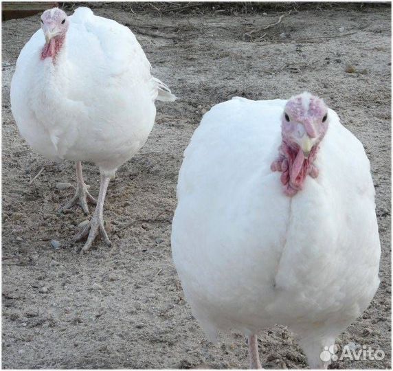 Гуси и индюки