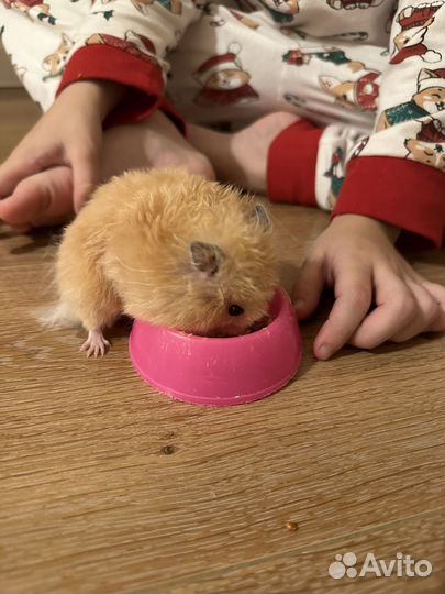 Хомячок сирийский