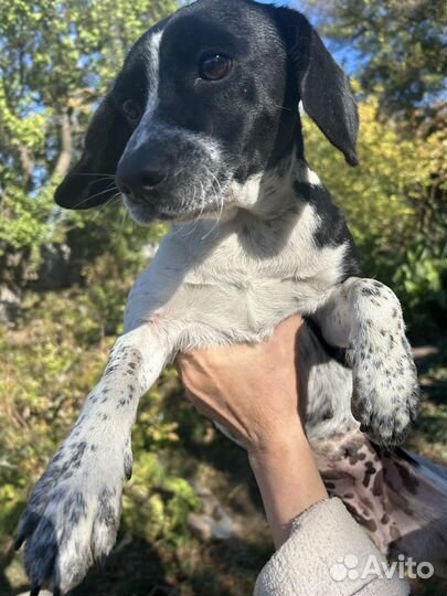 Фокс паулистинья