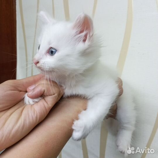 Котята турецкой ангоры