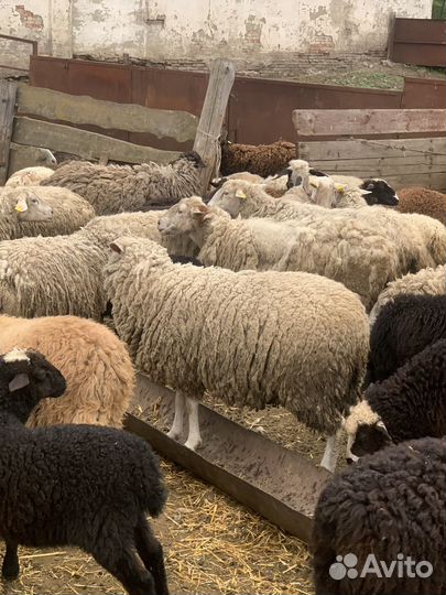 Овцы ягнята