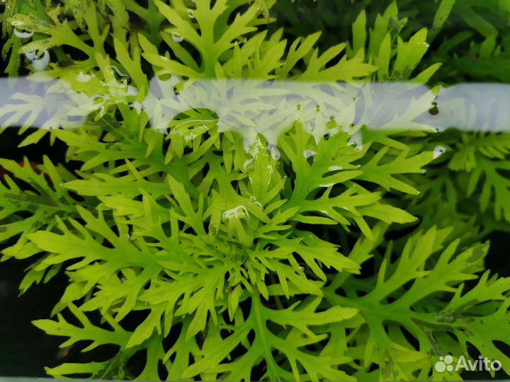 Буцефаландра, папоротники индийский и тайландский