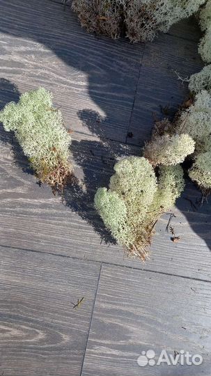 Стабилизированный мох производитель