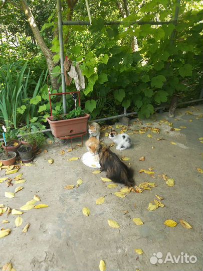 Котята
