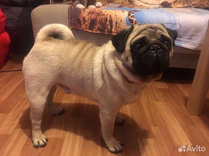 Вязка мопс РКФ