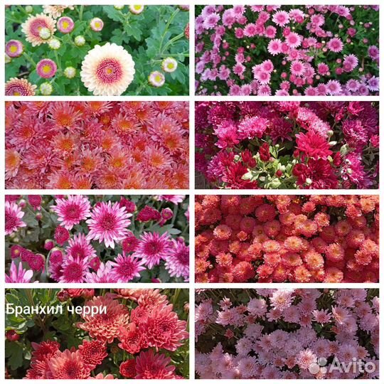 Хризантема мультифолора черенки
