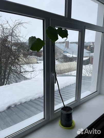 Павловния Pao Tong Z-07