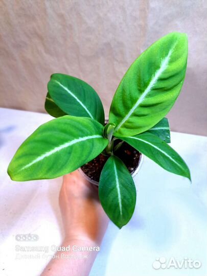 Комнатные растения, доставка (09.08)