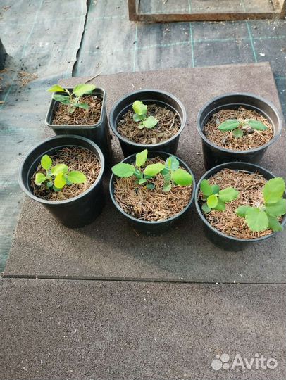 Саженцы ирги