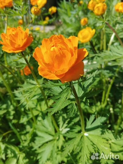 Купальница садовая - многолетник на посадку