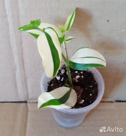 Традесканции сортовые