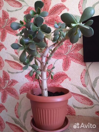 Денежное дерево (Толстянка)