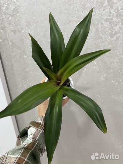 Традесканции