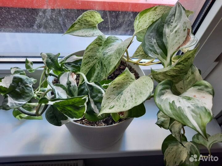 Сциндапсус эпипремнум