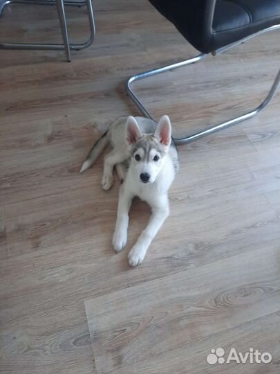 Щенок мальчик бесплатно в добрые руки