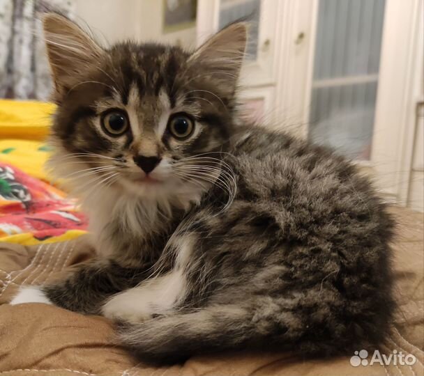 Милая пушистая кошечка