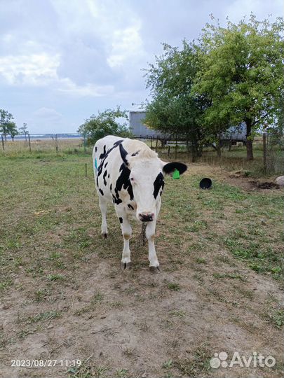 Продам телку