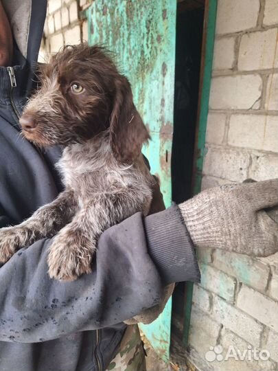 Щенки Дратхаара