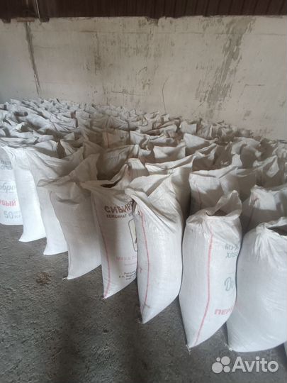 Зерно пшеница