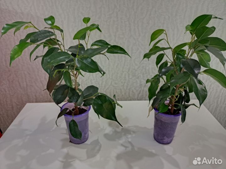 Фикус замиокулькас кротон маранта на окно