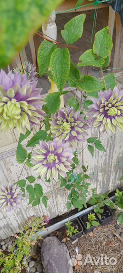 Клематис Тайга