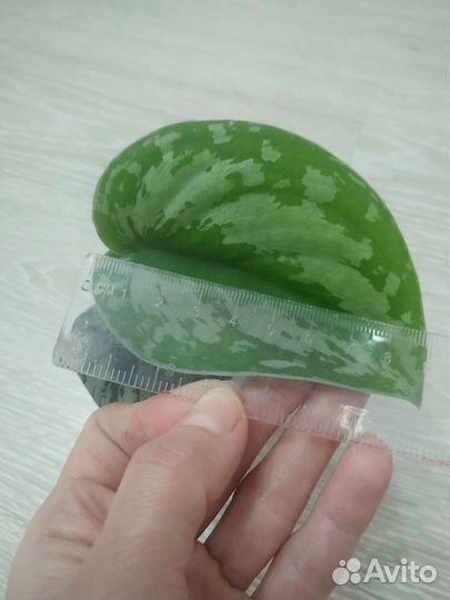 Сциндапсус эпипремнум экзотика и мунлайт жасмин