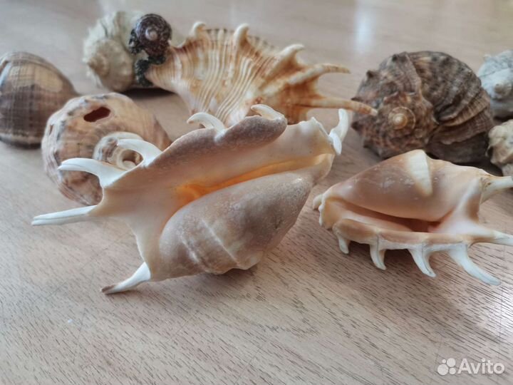 Морские ракушки