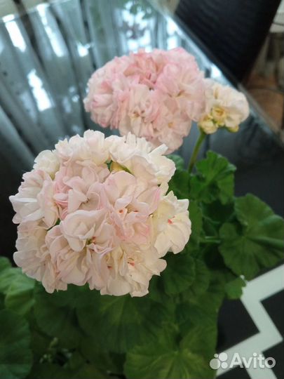 Пеларгония герань