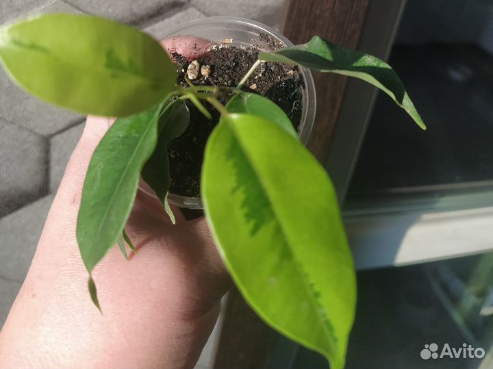 Фикус бенджамина сорт 