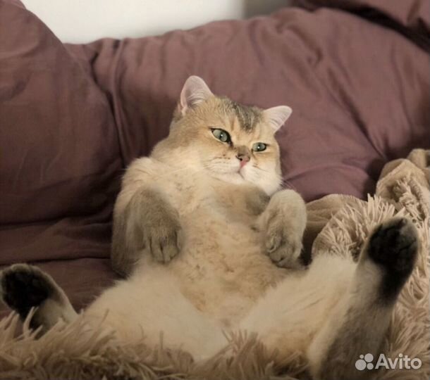 Вязка. Британец