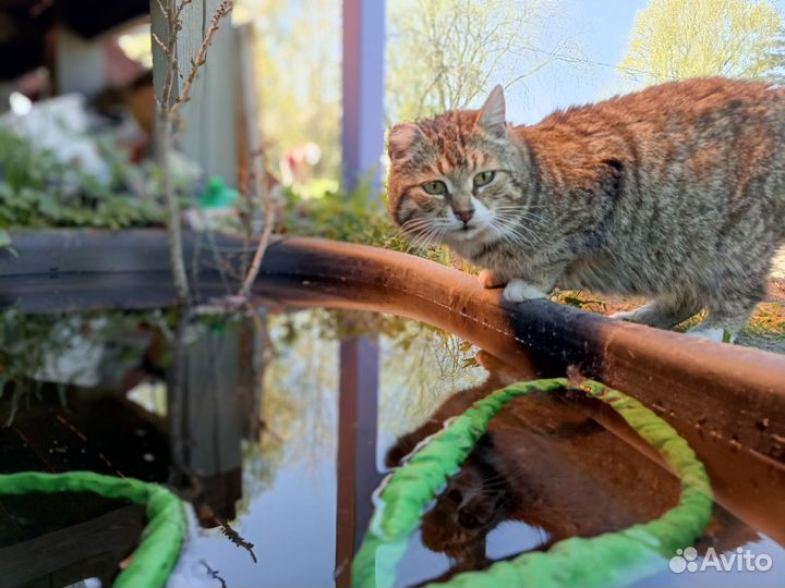 Кошка в добрые руки