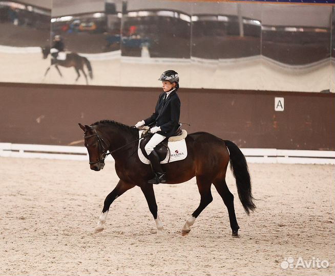 Верховая езда для детей Сокольники