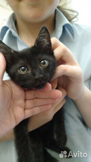 Кошки в добрые руки бесплатно