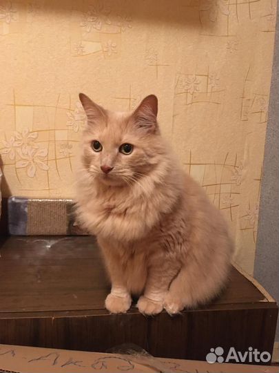 Кот в хорошие руки