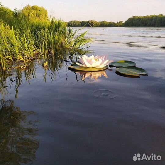 Водяные лилии с подсветкой