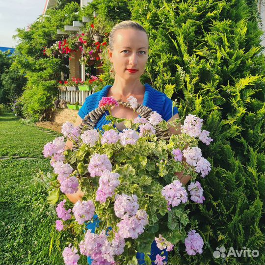 Плющелистные (ампельные) пеларгонии