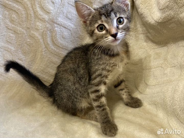 Котенок по имени 