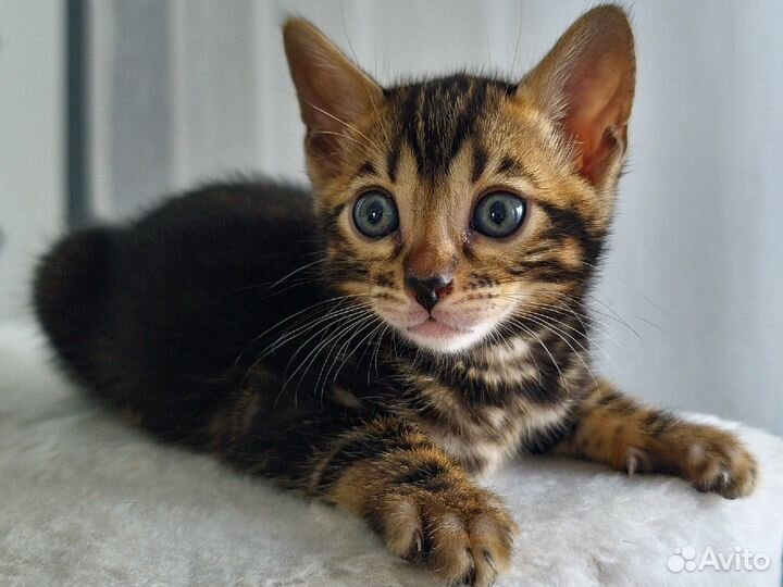 Бенгальские котята