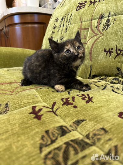 Две сестрички в дар